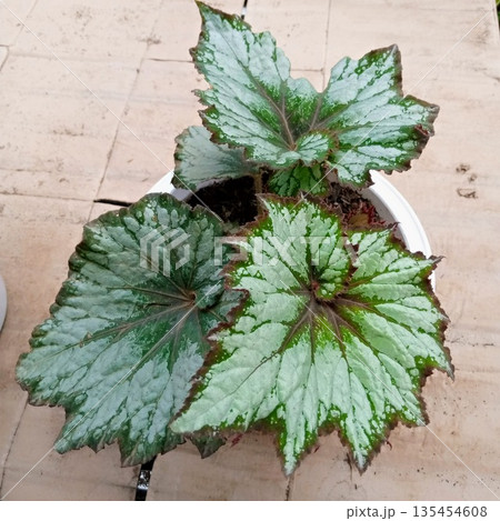 Rex Begonia Painted Leaf Houseplant in White Pot Isolated on Neutral Background Rex Begonia Painted Leaf Houseplant in White Pot Isolated on Neutral Background 135454608