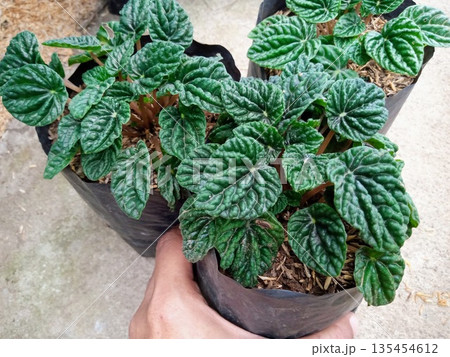 Potted Peperomia Caperata Emerald Ripple Plants in Nursery Bags 135454612