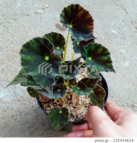 Lush Eyelash Begonia Bowerae in Pot for Botanical Enthusiasts 135454614