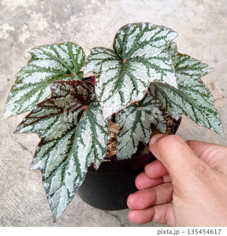 Begonia Rex Silver Leaf Houseplant with Dark Green Accents Begonia Rex Silver Leaf Houseplant with Dark Green Accents 135454617