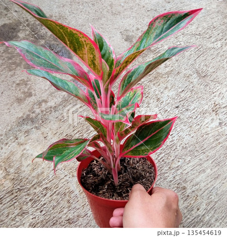 Vertical Growth of Red Aglaonema Siam Aurora Houseplant Vertical Growth of Red Aglaonema Siam Aurora Houseplant 135454619