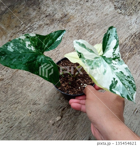 Variegated Syngonium Albo Variegata Arrowhead Vine Houseplant 135454621