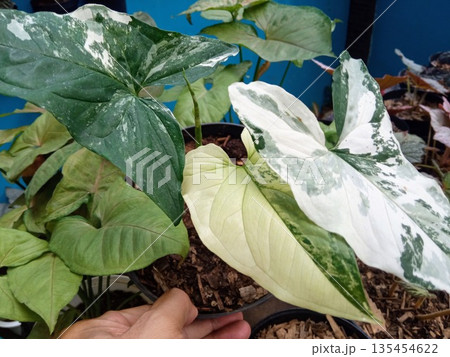 Rare Syngonium Milk Confetti Houseplant Featuring Pink Speckled Variegation and Green Arrowhead Leaves 135454622