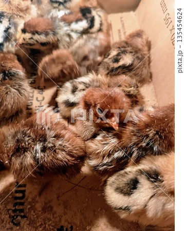 Close Up of Group of Newborn Brown and Spotted Baby Chicks in a Cardboard Box 135454624