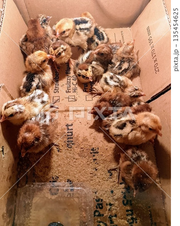 Top View of Diverse Newborn Baby Chicks Huddled in Cardboard Box Top View of Diverse Newborn Baby Chicks Huddled in Cardboard Box 135454625