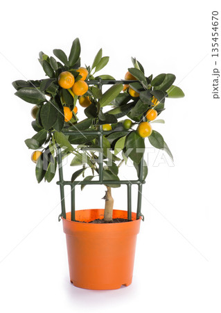 Calamondin bush on a white background Calamondin bush on a white background 135454670