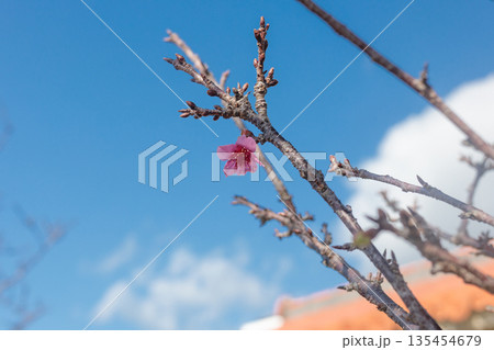 青空と赤瓦を背景に咲く寒緋桜の一輪 青空と赤瓦を背景に咲く寒緋桜の一輪 135454679