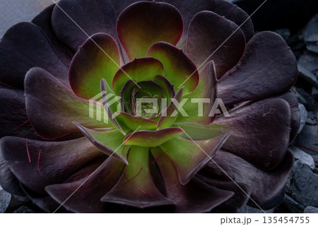 Close-up of Beautiful Aeonium arboreum, Black Aeonium at a botanical garden in spring season. 135454755