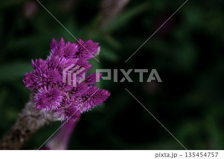 Pink celosia argentea flower, commonly known as the plumed cockscomb or silver cock's comb in nature garden. 135454757