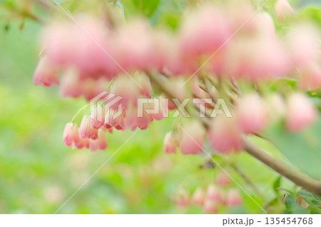 初夏に鈴なりに咲くサラサドウダンと柔らかな空気感 135454768