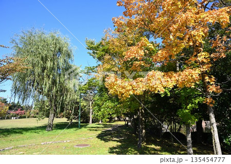 濁川公園に広がる秋の紅葉風景（新潟県新潟市） 135454777