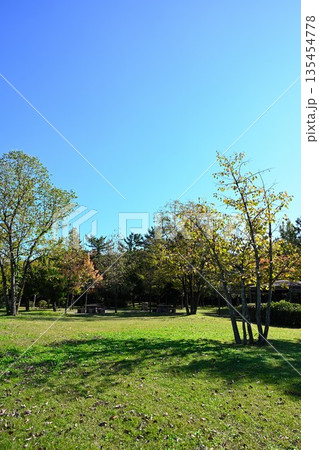 濁川公園に広がる秋の紅葉風景（新潟県新潟市） 135454778