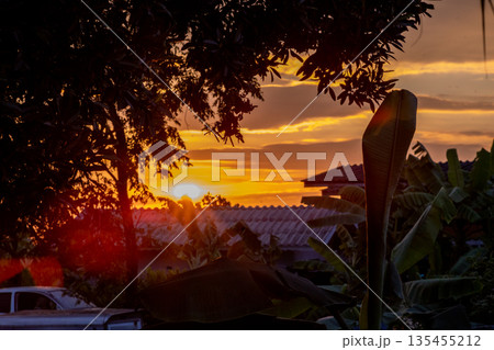 twilight atmostphere and Silhouette dark shape of tree in countryside of thailand twilight atmostphere and Silhouette dark shape of tree in countryside of thailand 135455212