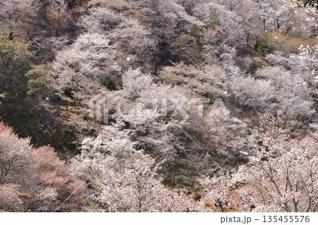 山肌を彩る満開の桜と春の静けさ 135455576