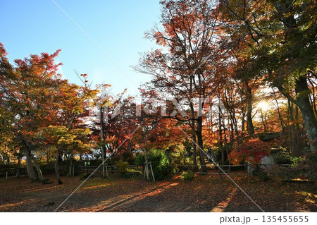 越路もみじ園に広がる紅葉の風景(新潟県長岡市) 越路もみじ園に広がる紅葉の風景(新潟県長岡市) 135455655