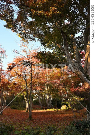 越路もみじ園に広がる紅葉の風景(新潟県長岡市) 越路もみじ園に広がる紅葉の風景(新潟県長岡市) 135455659