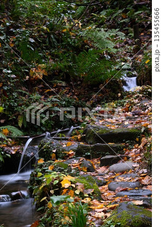 長岡市栃尾の杜々の森に広がる紅葉景色（新潟県長岡市栃尾） 135455666