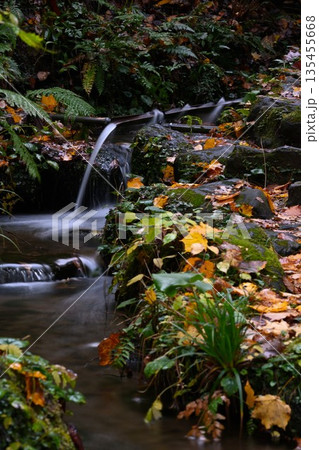 長岡市栃尾の杜々の森に広がる紅葉景色（新潟県長岡市栃尾） 135455668
