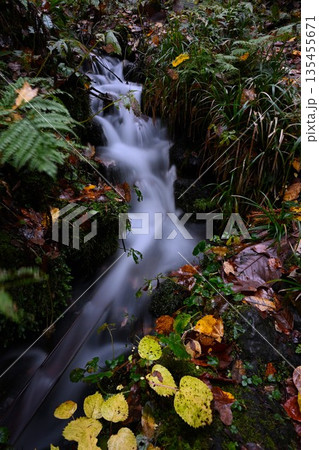 長岡市栃尾の杜々の森に広がる紅葉景色（新潟県長岡市栃尾） 135455671