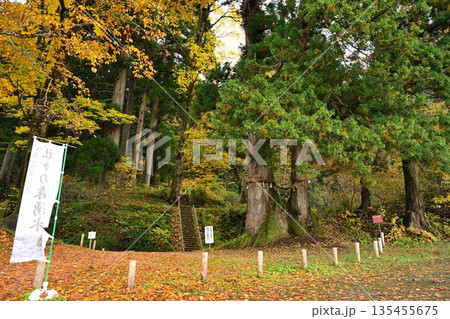 長岡市栃尾の杜々の森に広がる紅葉景色（新潟県長岡市栃尾） 135455675