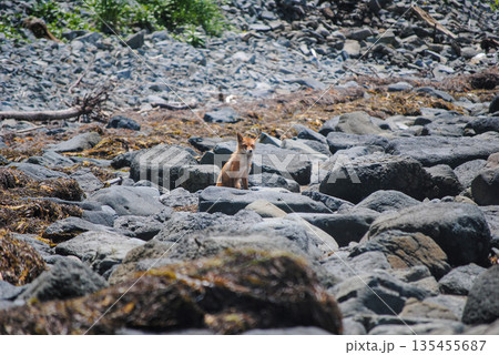 A red fox on a rocky shoreline along the Okhotsk Sea in the Kuril Islands, enjoying a sunny day. A red fox on a rocky shoreline along the Okhotsk Sea in the Kuril Islands, enjoying a sunny day. 135455687