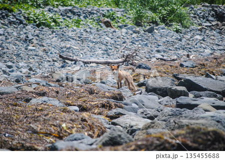 A red fox on a rocky shoreline along the Okhotsk Sea in the Kuril Islands, enjoying a sunny day. A red fox on a rocky shoreline along the Okhotsk Sea in the Kuril Islands, enjoying a sunny day. 135455688