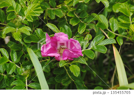 A close-up of a bright pink creeping rose flower, showcasing its vivid petals and lush green leaves. A close-up of a bright pink creeping rose flower, showcasing its vivid petals and lush green leaves. 135455705