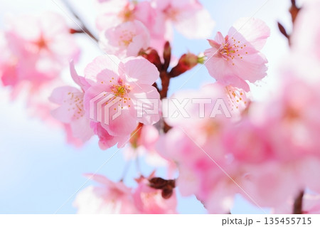 満開の陽光桜のクローズアップ 【青空背景】 135455715