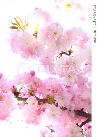 満開の八重桜(八重紅虎の尾) 【白背景】 【空背景】 満開の八重桜(八重紅虎の尾) 【白背景】 【空背景】 135455718