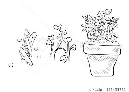 Outline drawing of plants, peas, and growing plants in a pot. 135455752