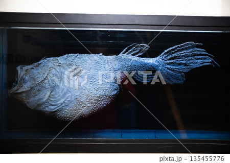 Preserved deep sea anglerfish specimen in museum display Preserved deep sea anglerfish specimen in museum display 135455776