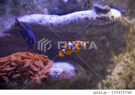 Clownfish swimming with blue tang in tropical aquarium reef 135455790