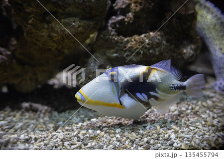 Picasso triggerfish swimming in tropical coral reef environment Picasso triggerfish swimming in tropical coral reef environment 135455794