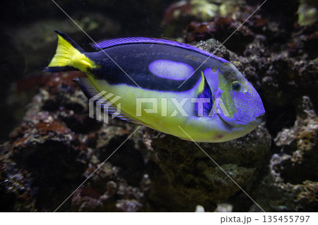 Palette surgeonfish swimming in a colorful aquarium 135455797