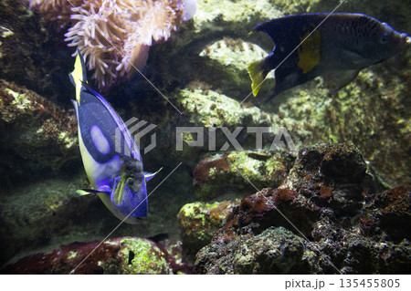 Blue tang fish swimming among coral reef Blue tang fish swimming among coral reef 135455805