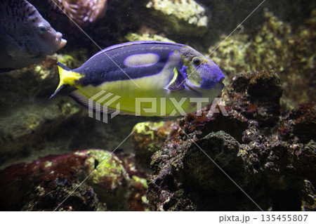 Powder blue tang swimming in clear water aquarium Powder blue tang swimming in clear water aquarium 135455807
