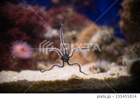 Brittle star spreading arms moving on aquarium sand Brittle star spreading arms moving on aquarium sand 135455814