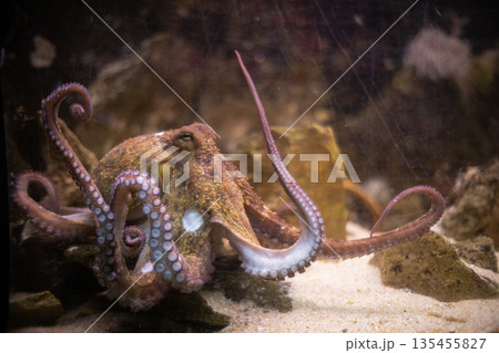 Octopus resting on sandy bottom in marine aquarium 135455827
