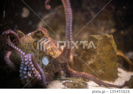 Octopus resting on sand exploring underwater environment 135455828