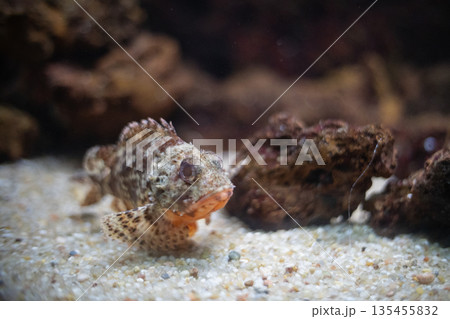 Ugly scorpionfish camouflaging itself on sandy ocean floor 135455832