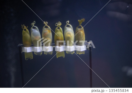 Observing shark egg cases developing in marine aquarium Observing shark egg cases developing in marine aquarium 135455834