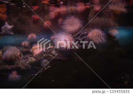Sea anemones thriving on underwater rocks in ocean habitat Sea anemones thriving on underwater rocks in ocean habitat 135455835