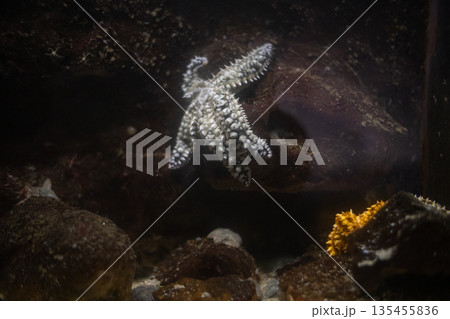 Starfish clinging onto rock underwater in marine aquarium 135455836