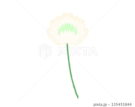 シロツメグサの花 シロツメグサの花 135455844