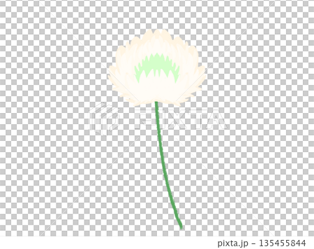 シロツメグサの花 シロツメグサの花 135455844