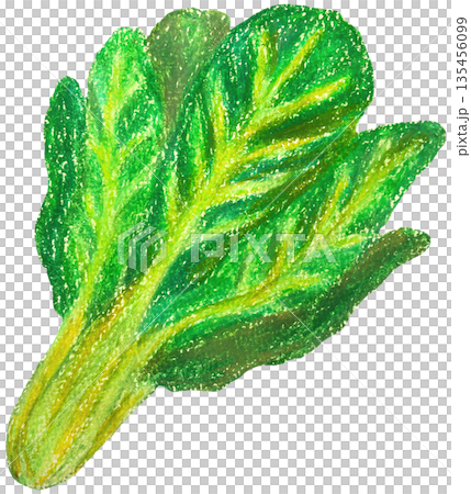 Komatsuna illustration oil pastel painting Komatsuna illustration oil pastel painting 135456099