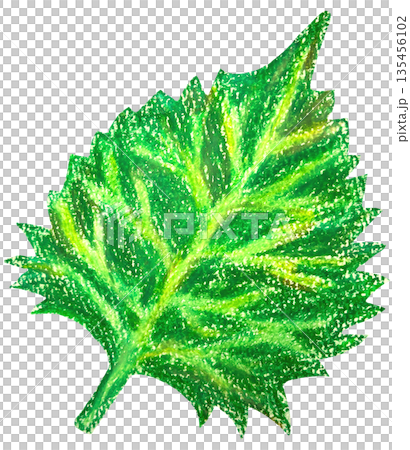 紫蘇油畫棒插圖 135456102