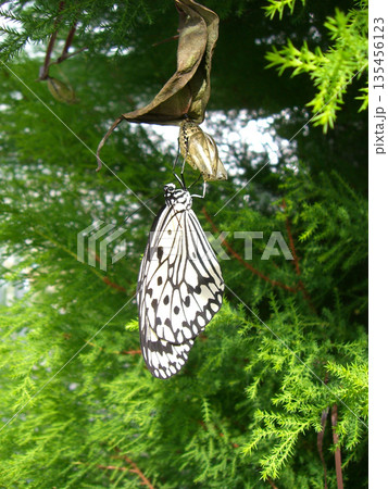 羽化したオオゴマダラ 135456123