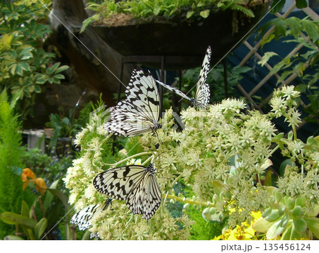 花に集まるオオゴマダラ 135456124