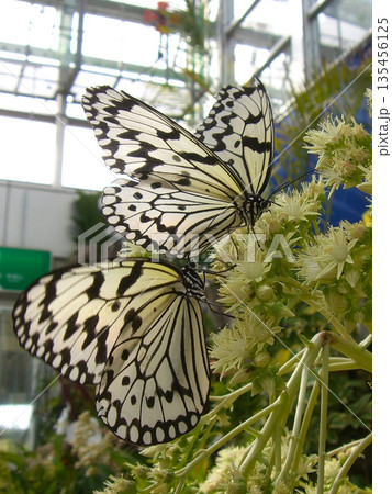 花に集まるオオゴマダラ 135456125